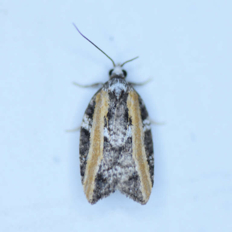 Image of Eastern Black-headed Budworm Moth