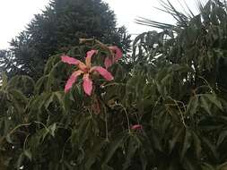 Image of Ceiba speciosa (A. St.-Hil., A. Juss. & Cambess.) P. Ravenna