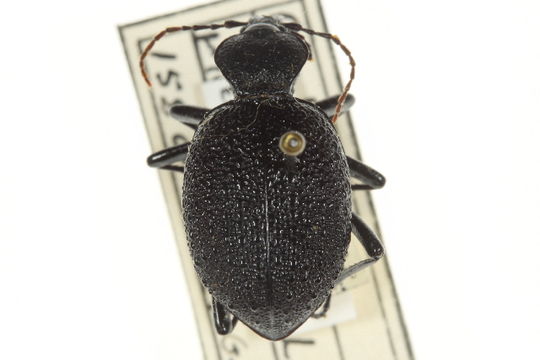 Image of <i>Cychrus hemphillii</i> G. Horn 1879