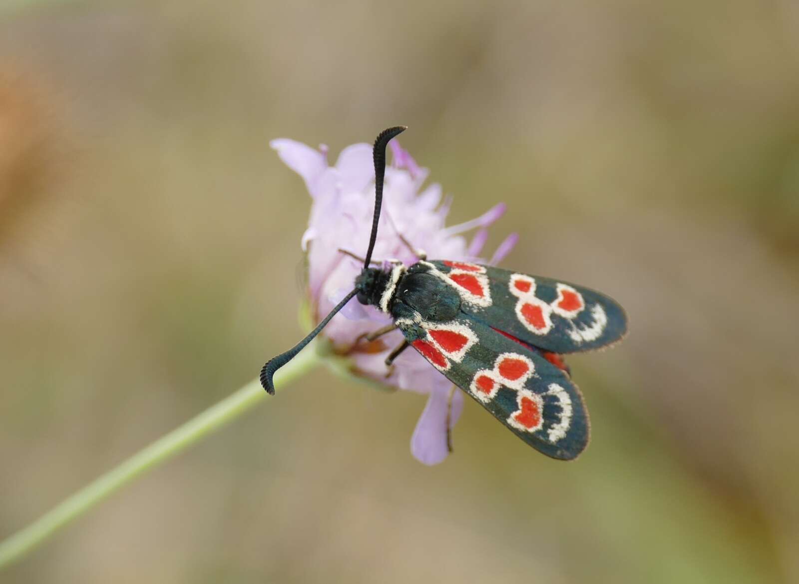 Plancia ëd Zygaena occitanica Villers 1789