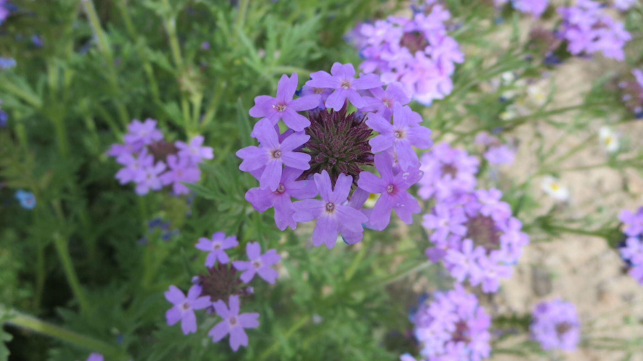 Image of Dakota mock vervain