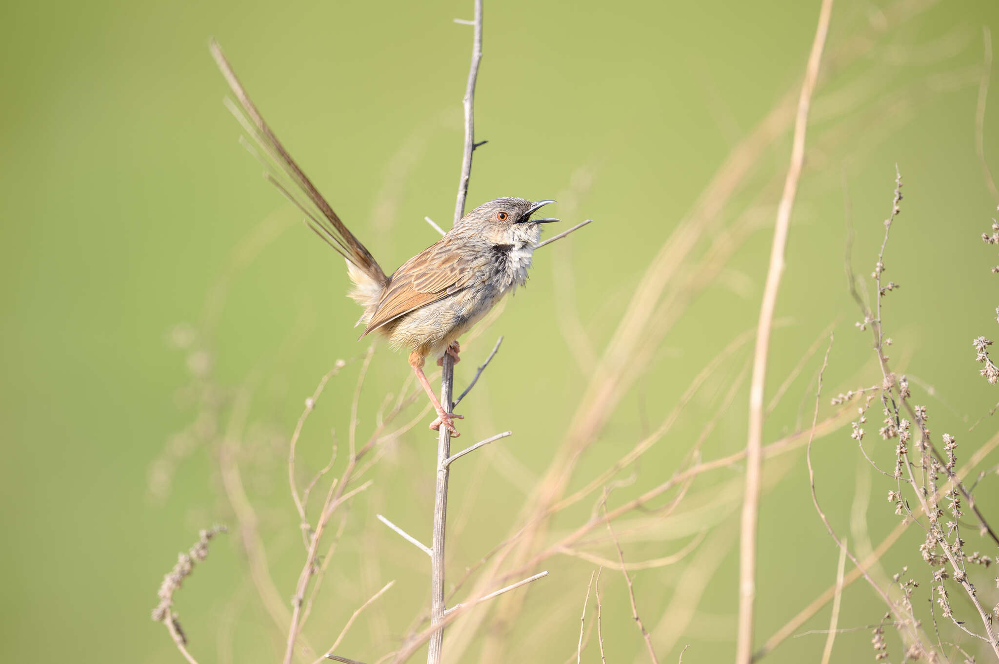 Image of Himalayan Prinia