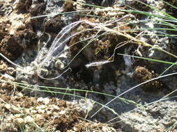 Image of Stipa pennata subsp. pennata