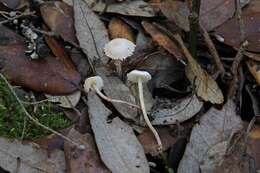 Image of Cystolepiota seminuda (Lasch) Bon 1976