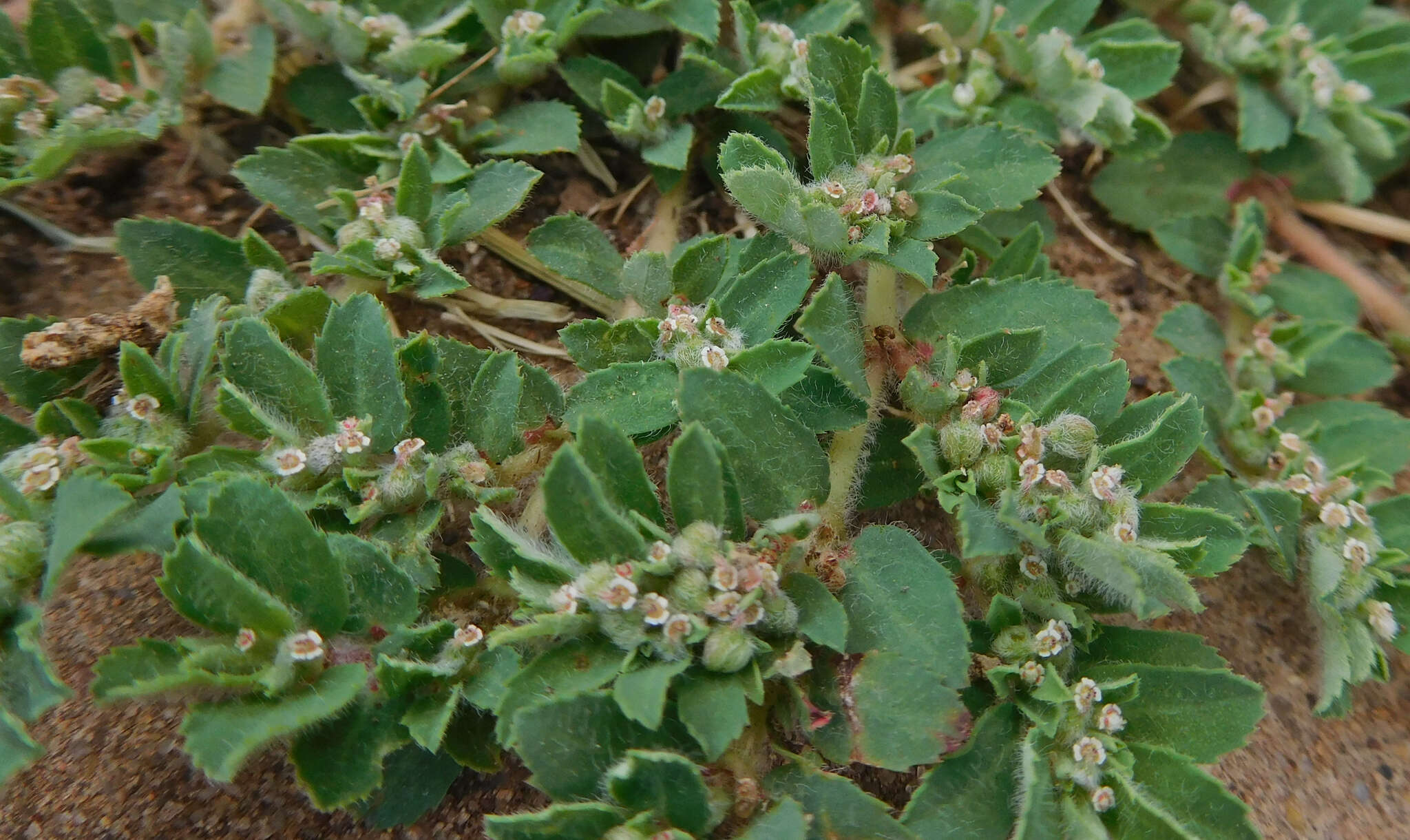 Imagem de Euphorbia stictospora var. stictospora