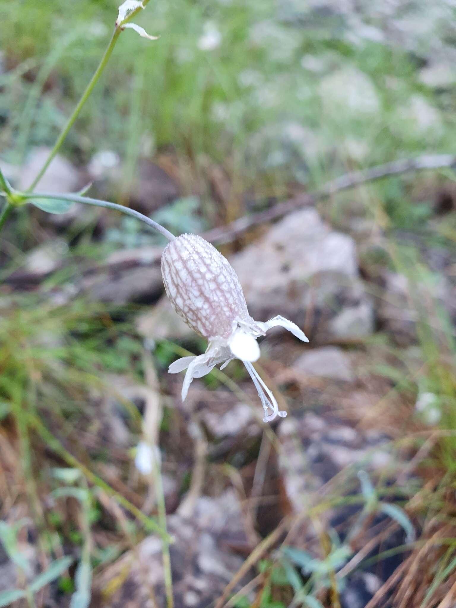 Image de Silene vulgaris subsp. glareosa (Jordan) Marsden-Jones & Turrill