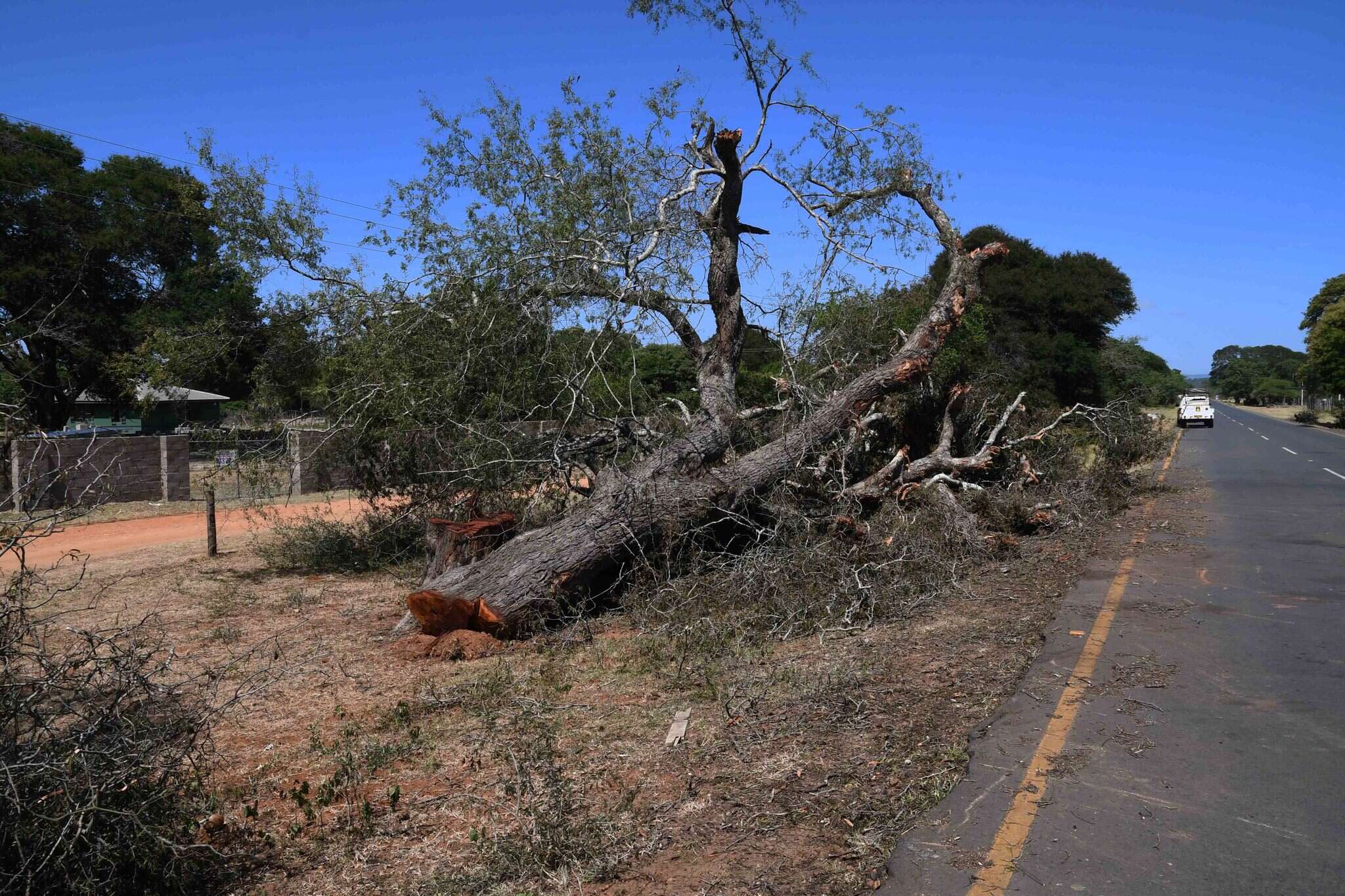 Image of Lebombo wattle