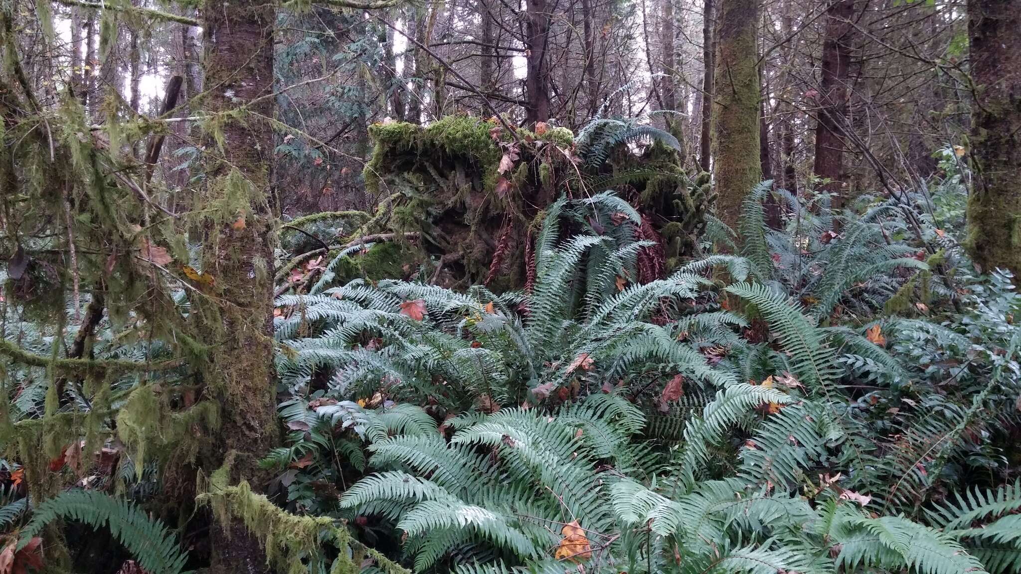 Sivun Polystichum munitum (Kaulf.) C. Presl kuva