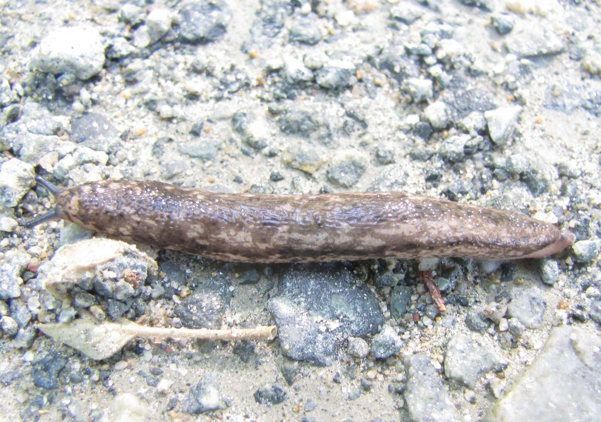 Image of <i>Philomycus togatus</i>