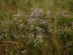 Image of Limonium bellidifolium (Gouan) Dumort.