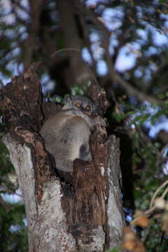 Image of Randrianasolo's Sportive Lemur
