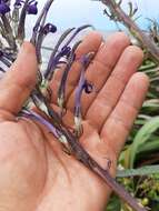 Imagem de Lobelia hypoleuca Hillebr.