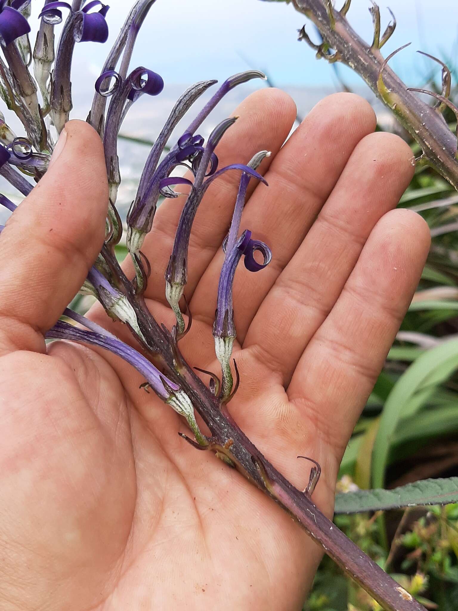 Imagem de Lobelia hypoleuca Hillebr.