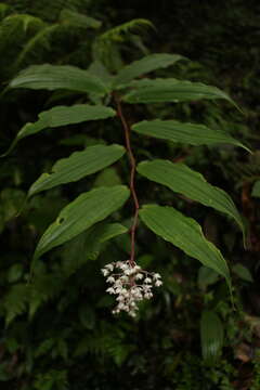 Слика од Maianthemum oleraceum (Baker) La Frankie