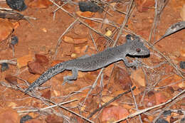 Image of Eastern Spiny-tailed Gecko