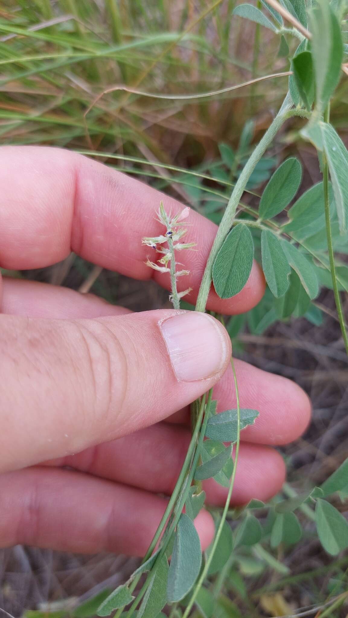 Indigofera asperifolia Benth.的圖片