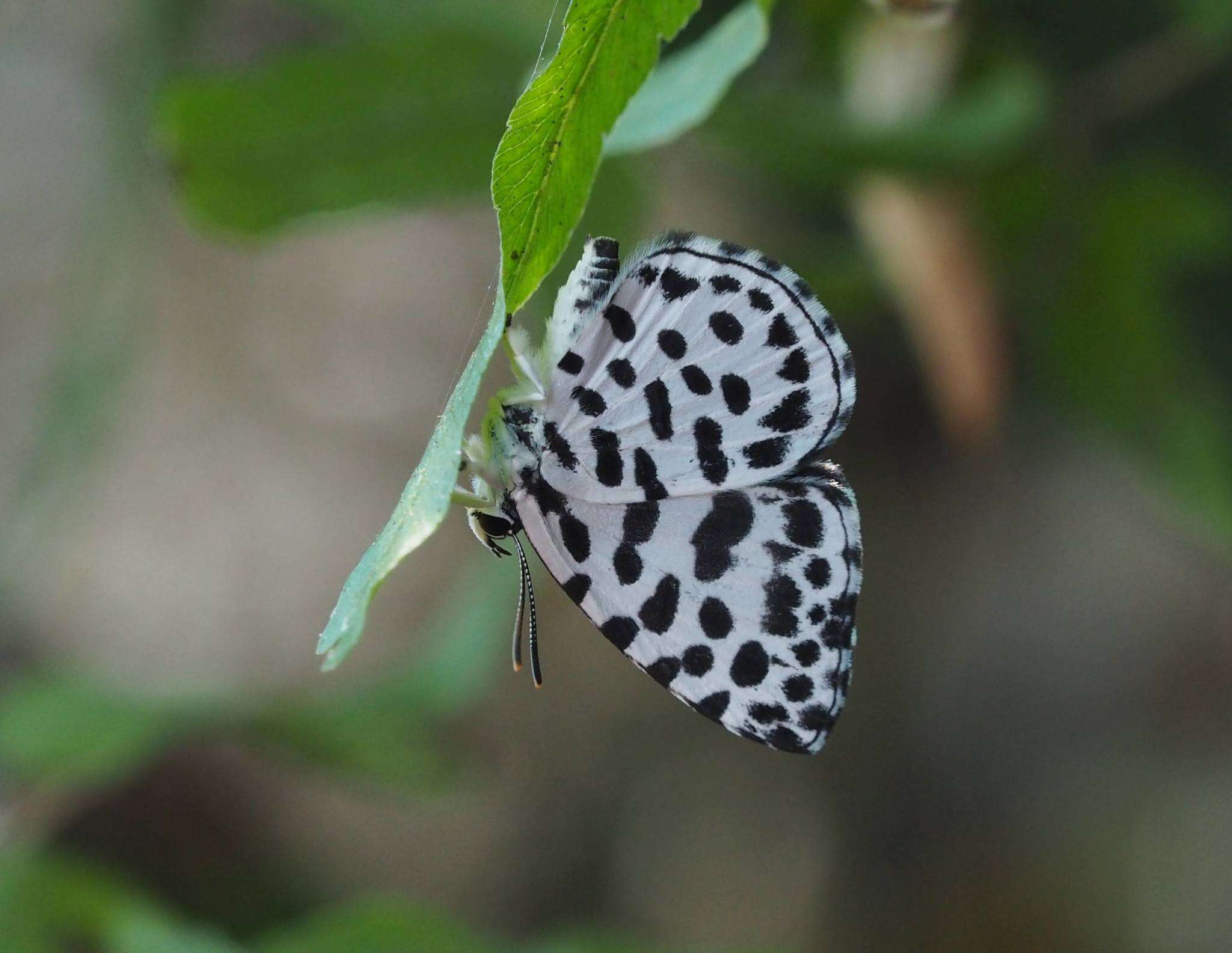 Image of Forest Pierrot