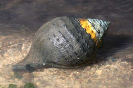 Image of Turbinellinae Swainson 1835