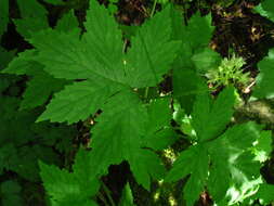 Image of Pacific waterleaf