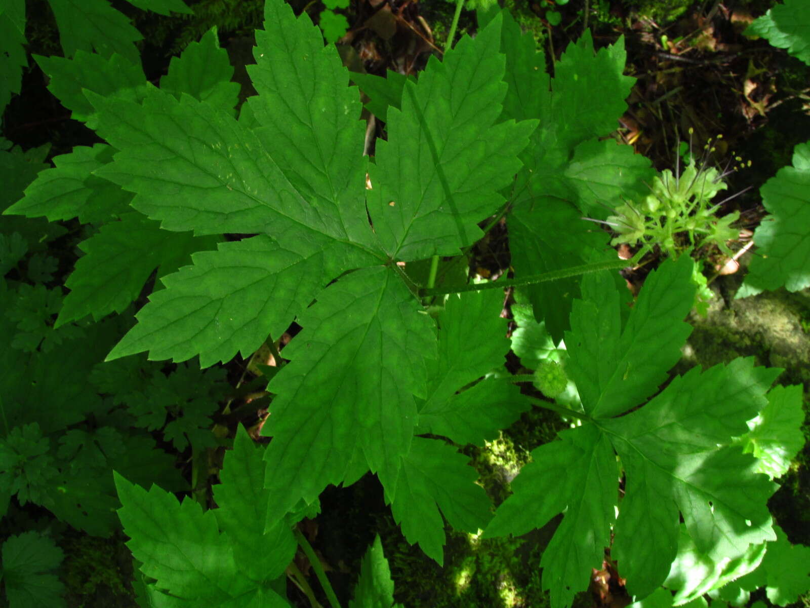 Image de Hydrophyllum tenuipes A. A. Heller