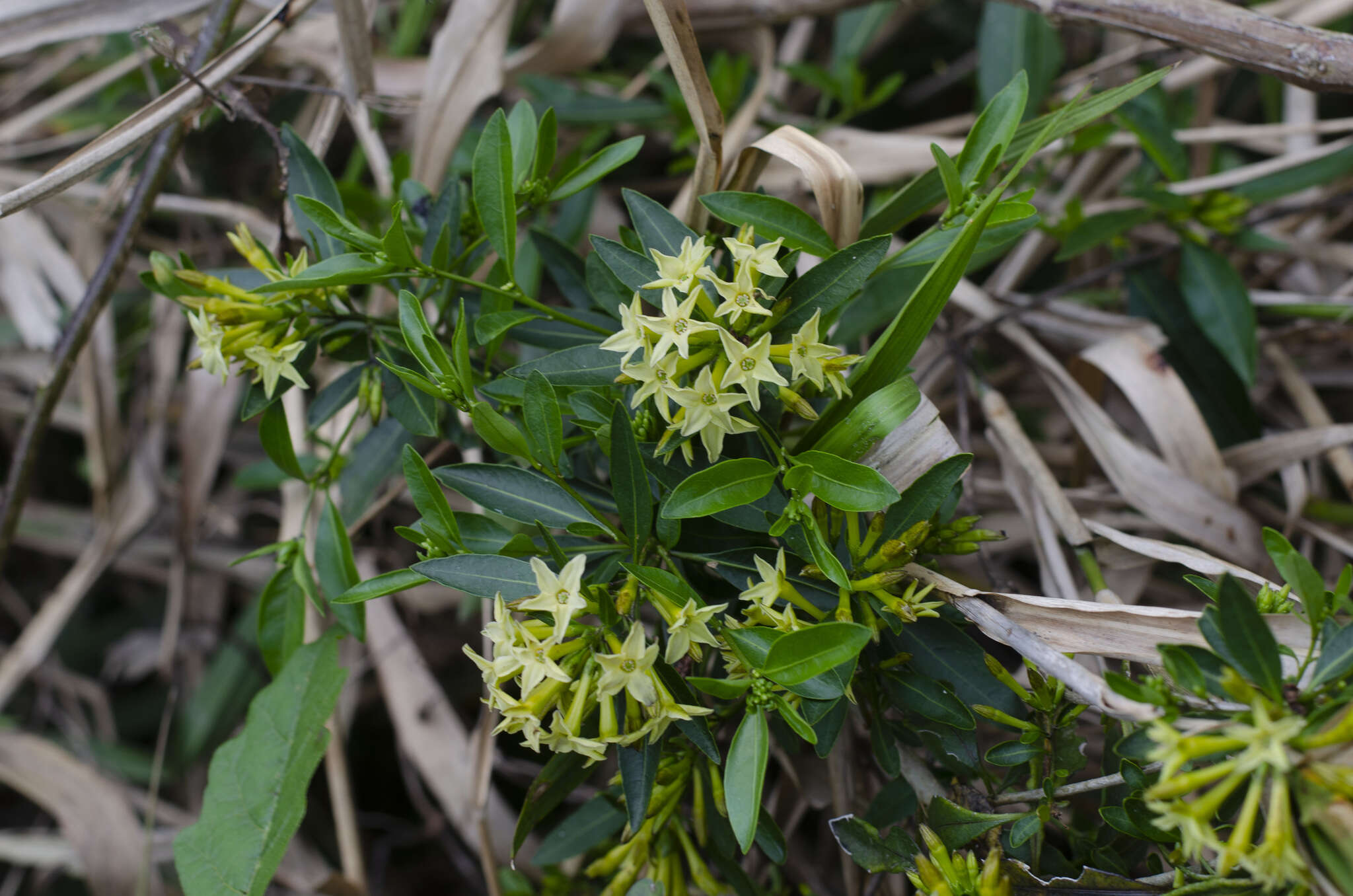 Image of Cestrum euanthes Schltdl.