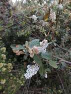 Image of Ceanothus caeruleus Lag.