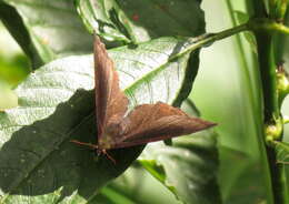 Image of Pedaliodes circumducta