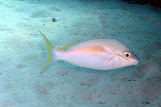 Image of Barred-face spine-cheek