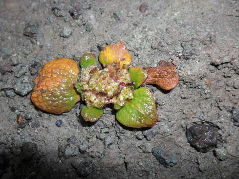 Image of Valeriana rhizantha A. Gray