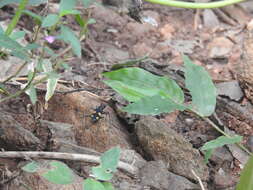 Image of Cicindela (Calochroa) bicolor Fabricius 1781