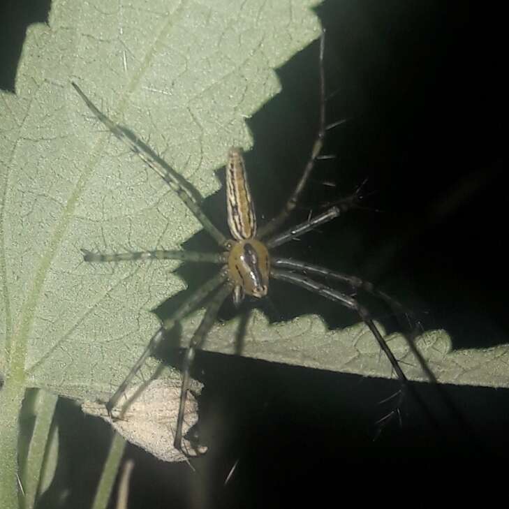 Image of Peucetia rubrolineata Keyserling 1877