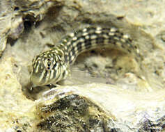 Image of Japanese Blenny