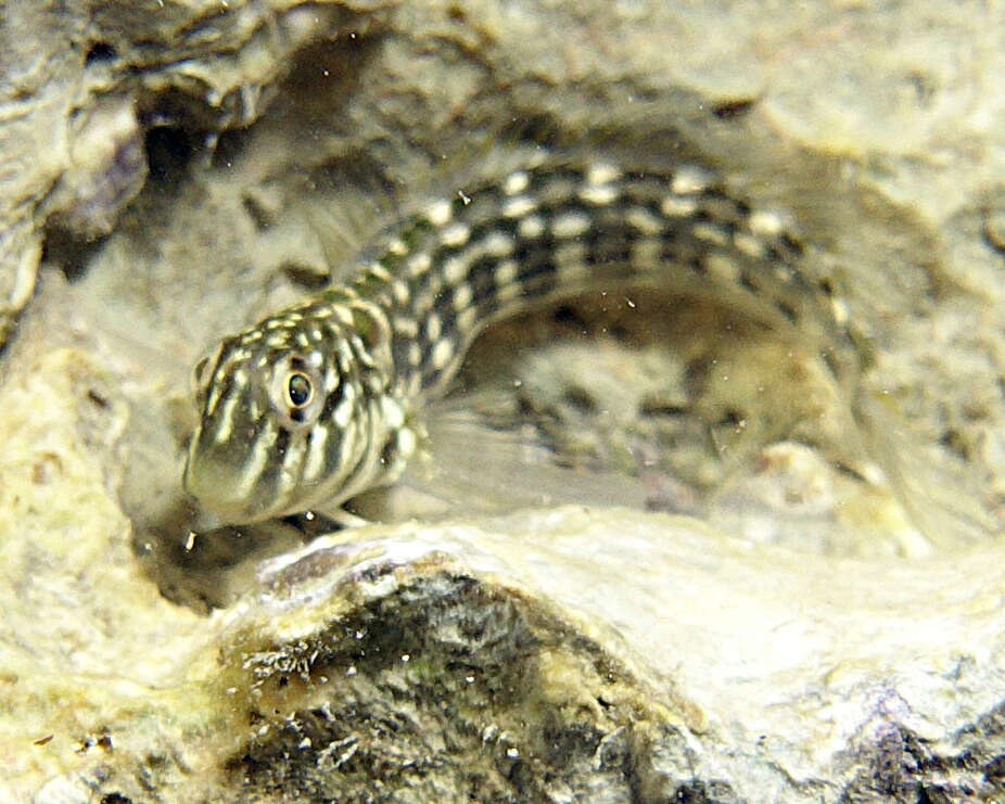 Image of Japanese Blenny