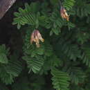 صورة Astragalus nankotaizanensis Sasaki