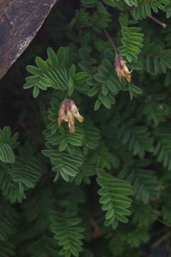 Sivun Astragalus nankotaizanensis Sasaki kuva