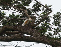 Cacatua moluccensis (Gmelin & JF 1788) resmi