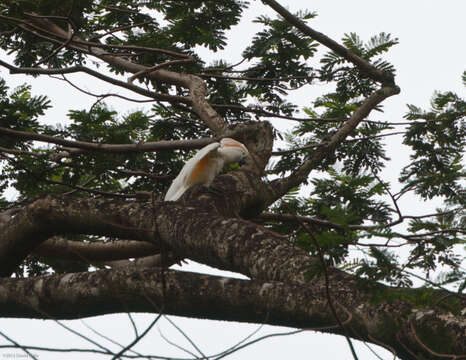 Image of Moluccan Cockatoo