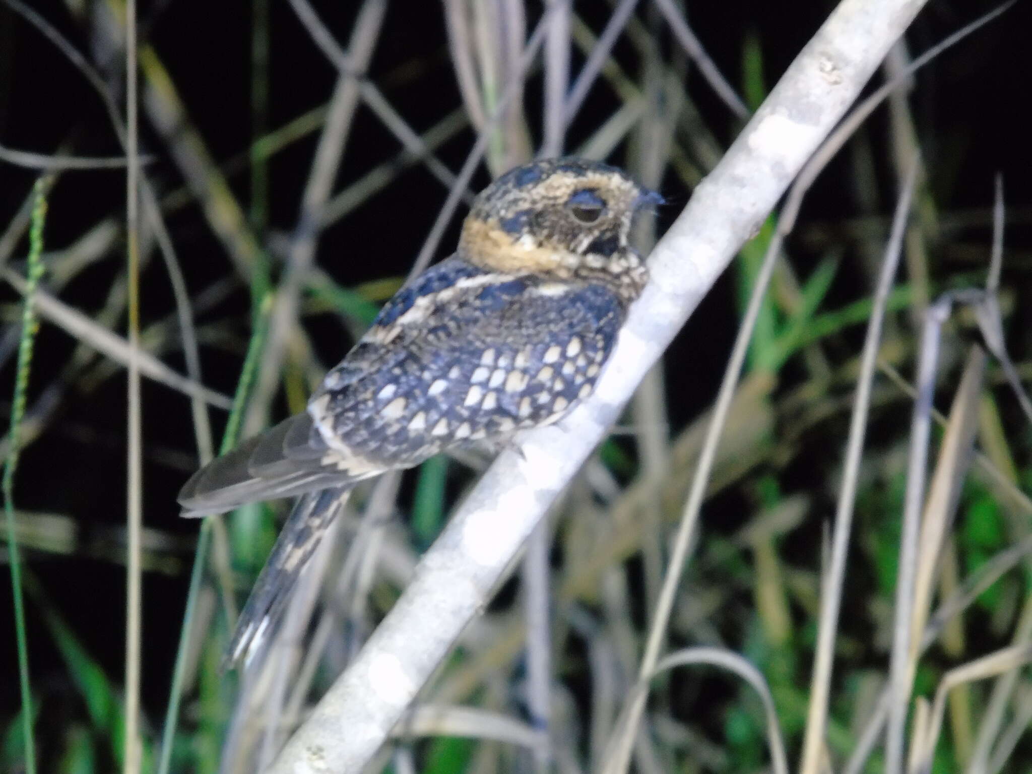 Image of Spot-tailed Nightjar