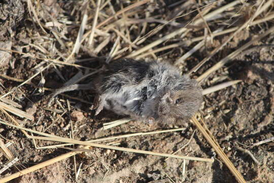 Image of Northern Pygmy Mouse