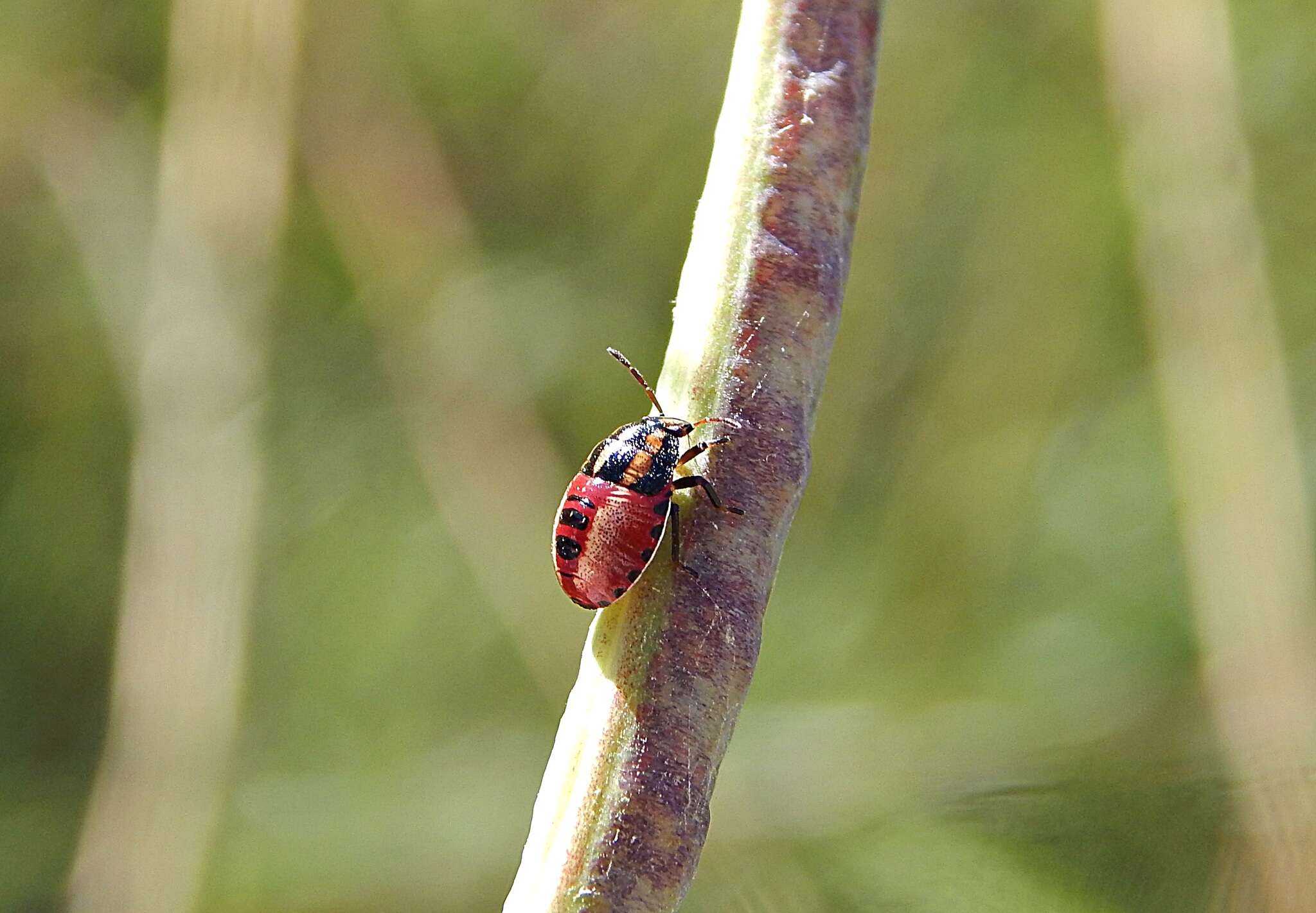 Image of Red-banded Stink Bug