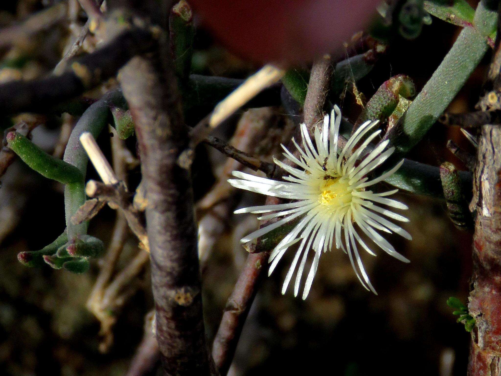 صورة Mesembryanthemum geniculiflorum L.