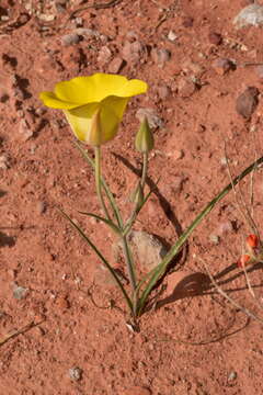 Image of golden mariposa lily