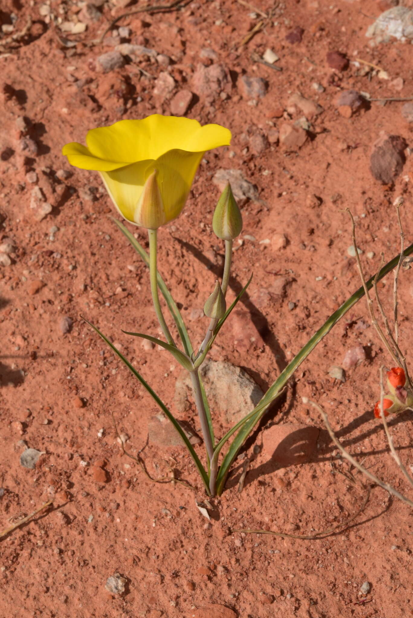 Calochortus aureus S. Watson resmi