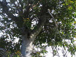 Image of Broom-cluster fig