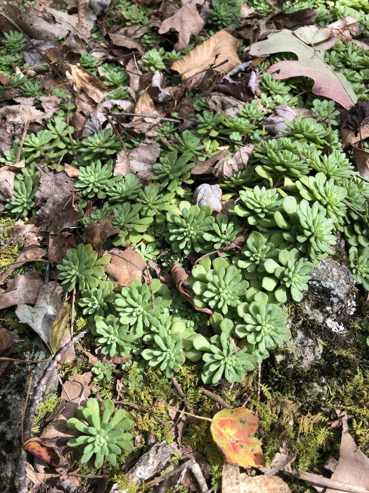 Imagem de Sedum glaucophyllum R. T. Clausen