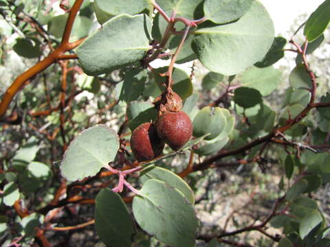 Imagem de Arctostaphylos glauca Lindl.