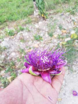 Imagem de Passiflora quadrangularis L.