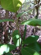 Pittosporum ralphii T. Kirk resmi