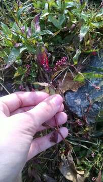 صورة Persicaria longiseta (De Bruyn) Kitagawa