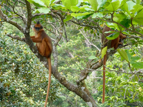 Image of Mitered Leaf-monkey; Sumatran Surili